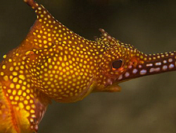Weedy Sea Dragon, Bare Island by Doug Anderson 